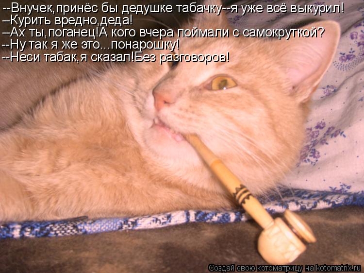 --Внучек,принёс бы дедушке табачку--я уже всё выкурил! --Курить вредно,деда! --Ах ты,поганец!А кого в... Котоматрица: --Внучек,принёс бы дедушке табачку--я уже всё выкурил! --Курить вредно,деда! --Ах ты,поганец!А кого вчера поймали с самокруткой? --Ну так я же это
