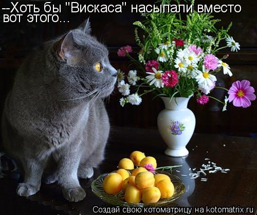 Котоматрица: --Хоть бы "Вискаса" насыпали вместо вот этого...