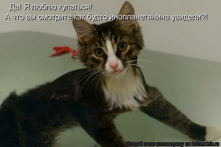 Котоматрица: Да! Я люблю купаться!  А что вы смотрите как будто инопланетянина увидели?!