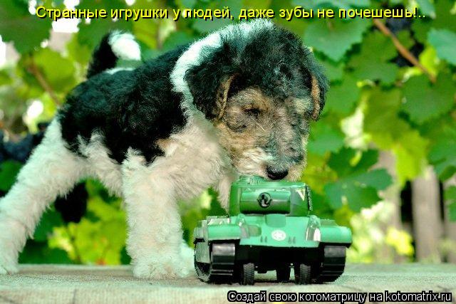 Котоматрица: Странные игрушки у людей, даже зубы не почешешь!..