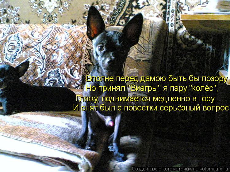 Вполне перед дамою быть бы позору, И снят был с повестки серьёзный вопрос Гляжу, поднимается медленн... Котоматрица: Вполне перед дамою быть бы позору, И снят был с повестки серьёзный вопрос Гляжу, поднимается медленно в гору... Но принял "Виагры" я пару "кол