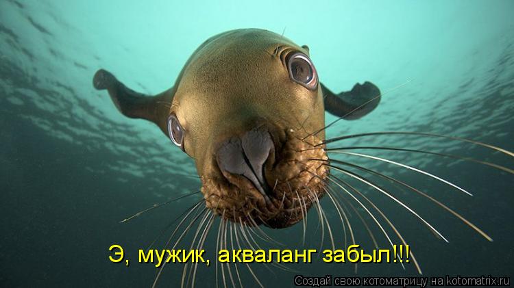 Котоматрица: Э, мужик, акваланг забыл!!!