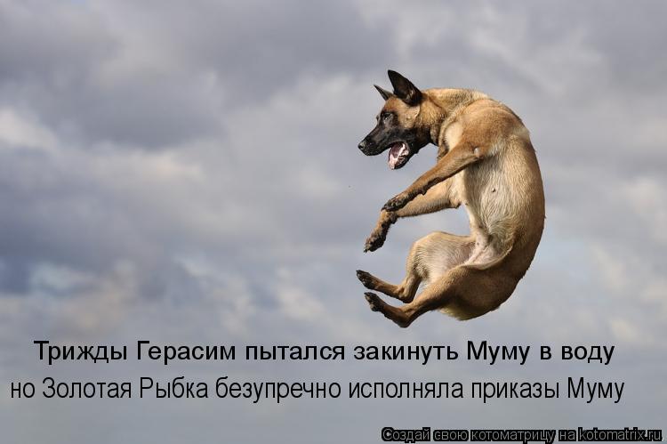 Котоматрица: Трижды Герасим пытался закинуть Муму в воду но Золотая Рыбка безупречно исполняла приказы Муму