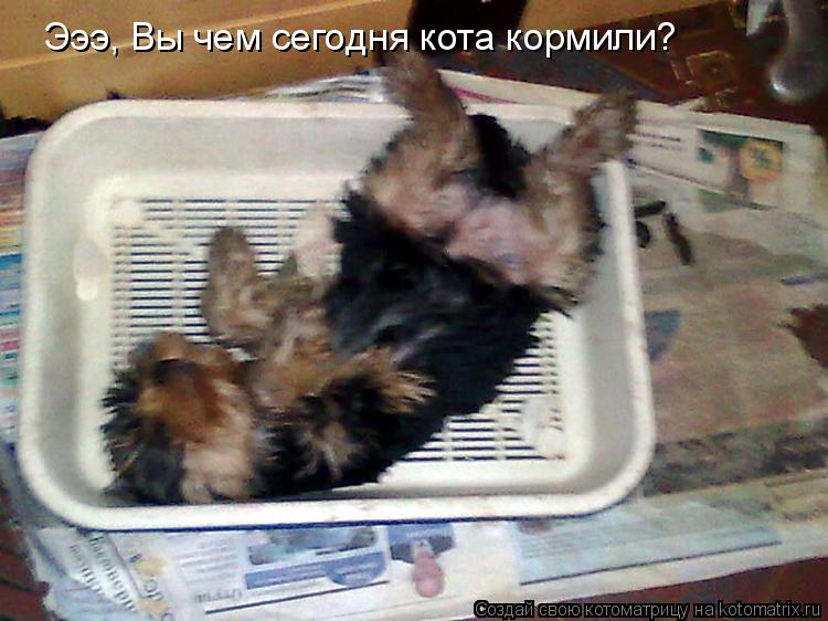 Котоматрица: Эээ, Вы чем сегодня кота кормили?