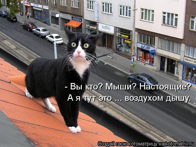 - Вы кто? Мыши? Настоящие? А я тут это ... воздухом дышу.... Котоматрица: - Вы кто? Мыши? Настоящие? А я тут это ... воздухом дышу.