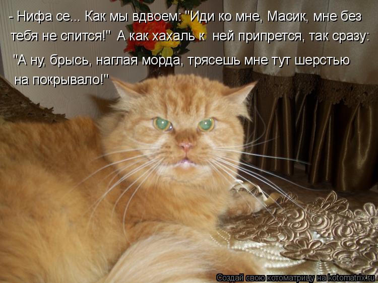 Котоматрица: - Нифа се... Как мы вдвоем: "Иди ко мне, Масик, мне без тебя не спится!" А как хахаль к  ней припрется, так сразу: "А ну, брысь, наглая морда, трясешь