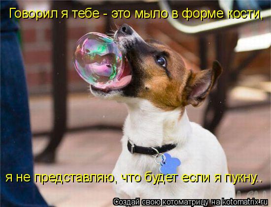 Говорил я тебе - это мыло в форме кости, я не представляю, что будет если я пукну..... Котоматрица: Говорил я тебе - это мыло в форме кости, я не представляю, что будет если я пукну..