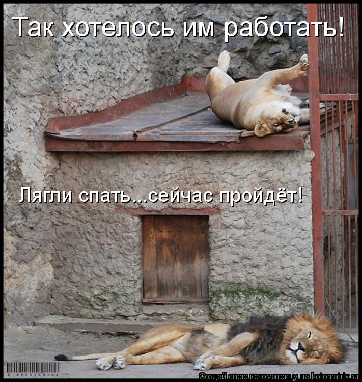 Так хотелось им работать! Лягли спать...сейчас пройдёт!... Котоматрица: Так хотелось им работать! Лягли спать...сейчас пройдёт!