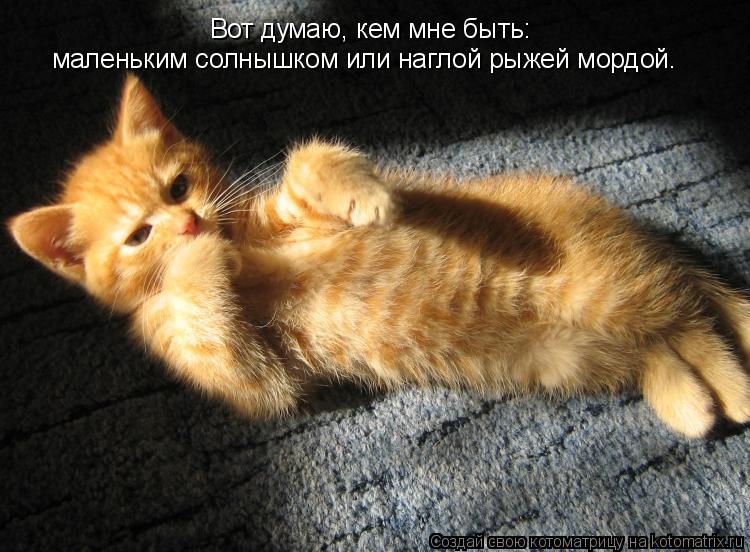 Вот думаю, кем мне быть: маленьким солнышком или наглой рыжей мордой.... Котоматрица: Вот думаю, кем мне быть: маленьким солнышком или наглой рыжей мордой.