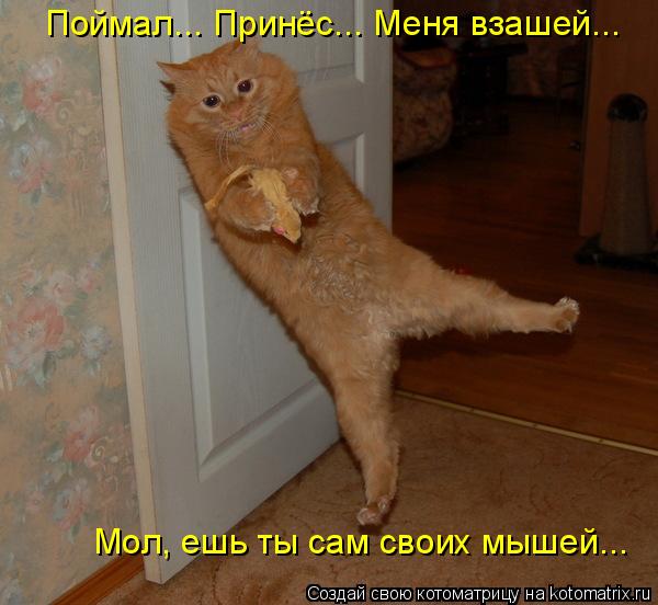 Котоматрица: Поймал... Принёс... Меня взашей... Мол, ешь ты сам своих мышей...