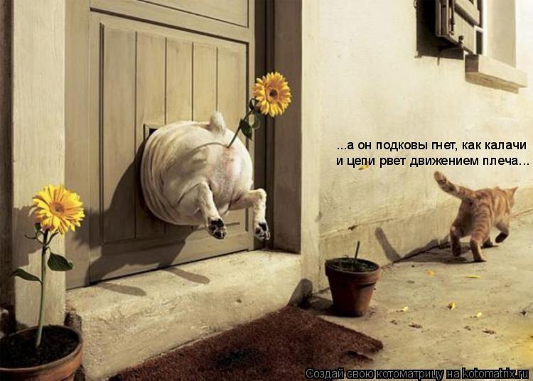 ...а он подковы гнет, как калачи и цепи рвет движением плеча...... Котоматрица: ...а он подковы гнет, как калачи и цепи рвет движением плеча...