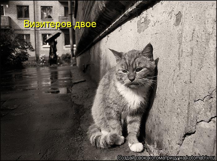 Котоматрица: Визитеров двое