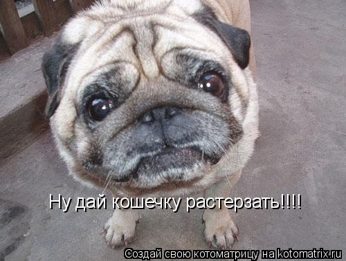 Котоматрица: Ну дай кошечку растерзать!!!!