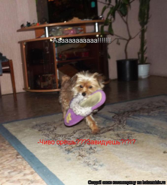 Котоматрица: -Аааааааааааа!!!!!!! -Чиво орёшь???Завидуешь?!?!?