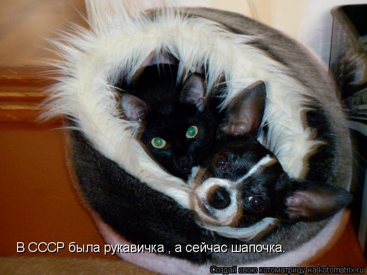 В СССР была рукавичка , а сейчас шапочка.... Котоматрица: В СССР была рукавичка , а сейчас шапочка.