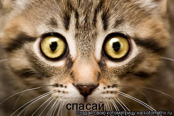 спасай... Котоматрица: спасай