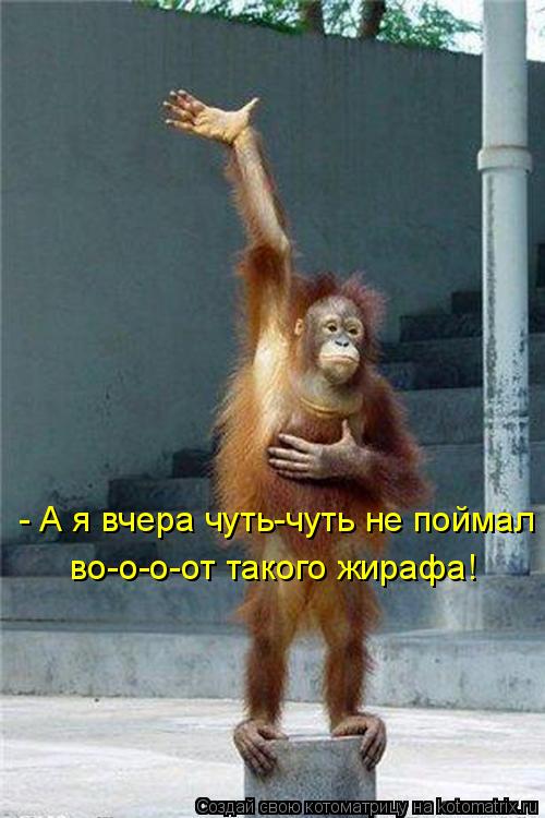 Котоматрица: - А я вчера чуть-чуть не поймал во-о-о-от такого жирафа!