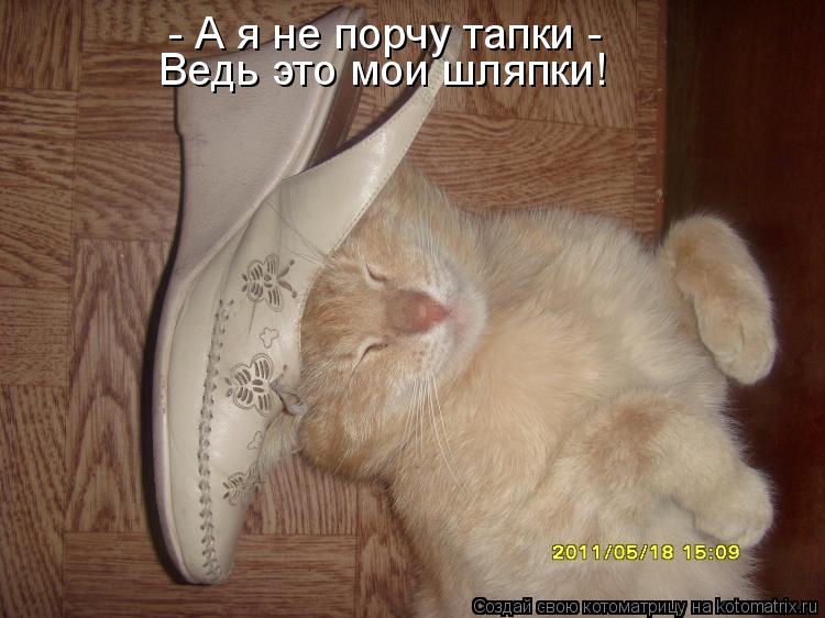 - А я не порчу тапки - Ведь это мои шляпки!... Котоматрица: - А я не порчу тапки - Ведь это мои шляпки!