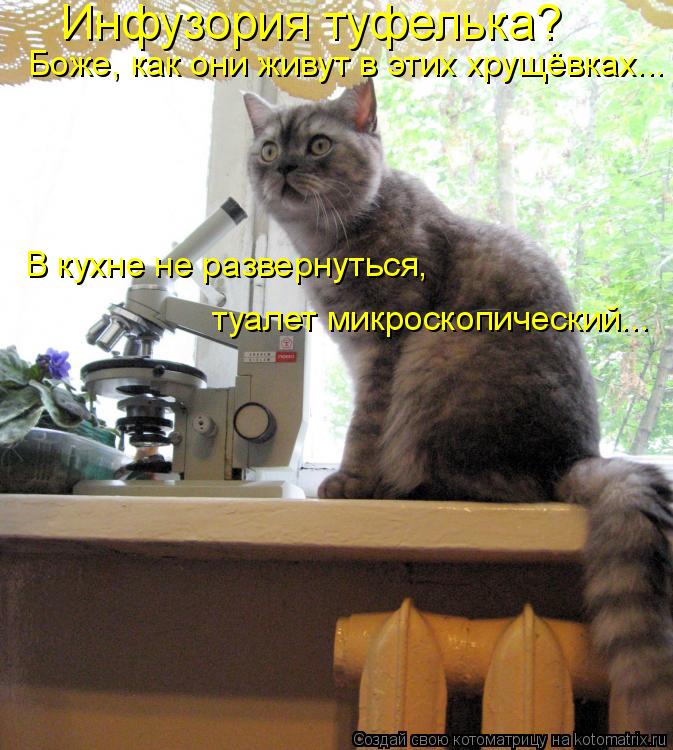 Котоматрица: Инфузория туфелька? Боже, как они живут в этих хрущёвках... В кухне не развернуться,  туалет микроскопический...