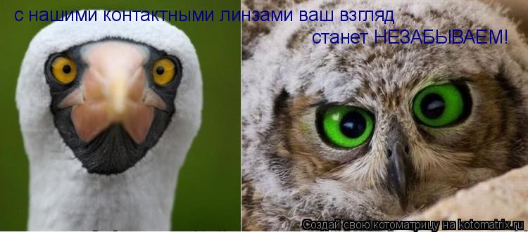Котоматрица: с нашими контактными линзами ваш взгляд с нашими контактными линзами ваш взгляд станет НЕЗАБЫВАЕМ!