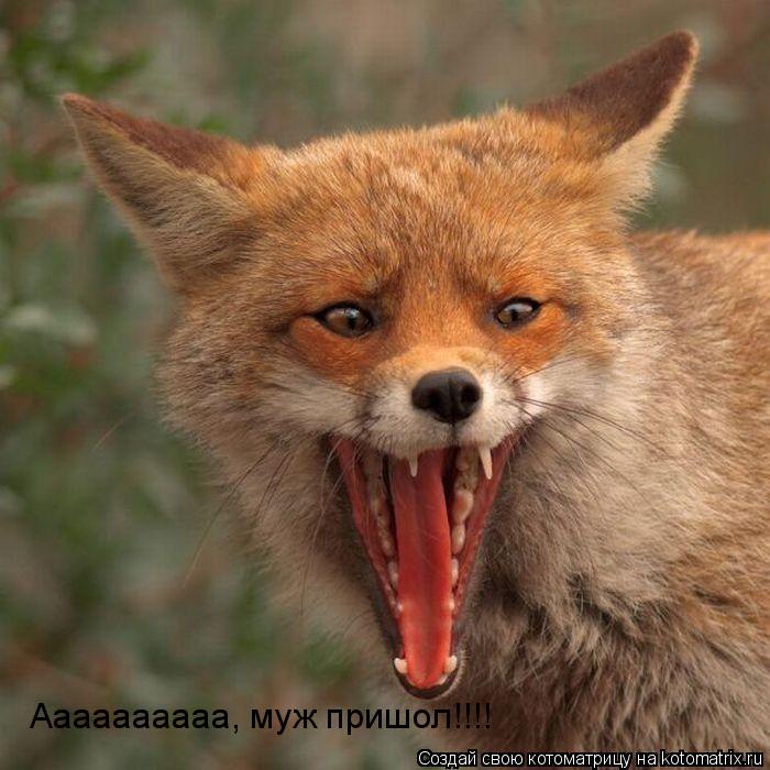 Аааааааааа, муж пришол!!!!... Котоматрица: Аааааааааа, муж пришол!!!!