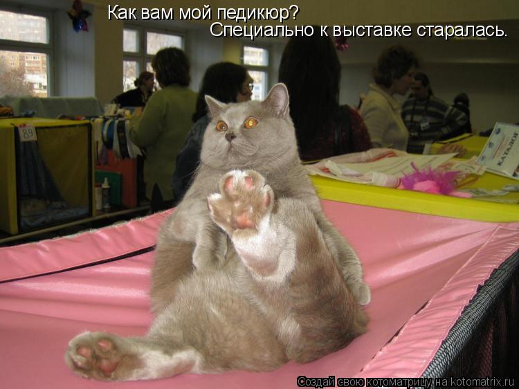 Котоматрица: Как вам мой педикюр? Специально к выставке старалась.