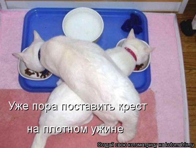 Котоматрица: Уже пора поставить крест на плотном ужине