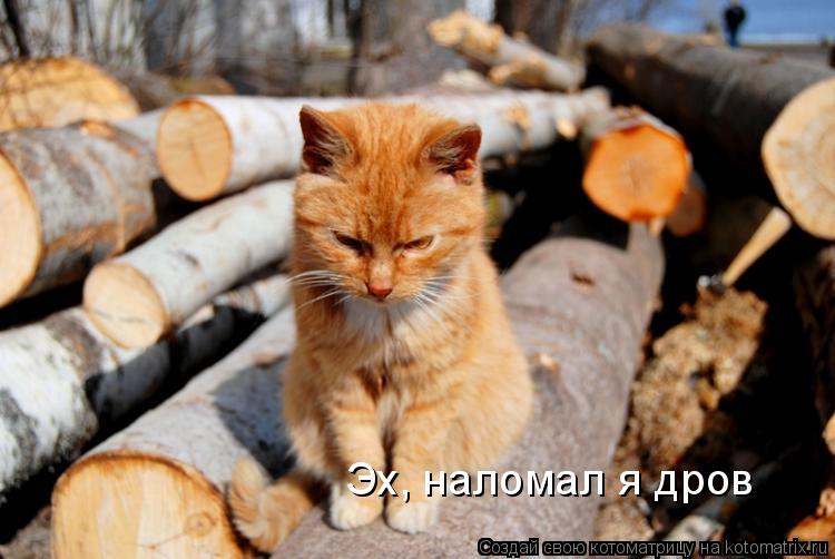 Котоматрица: Эх, наломал я дров