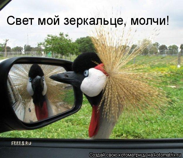 Котоматрица: Свет мой зеркальце, молчи!