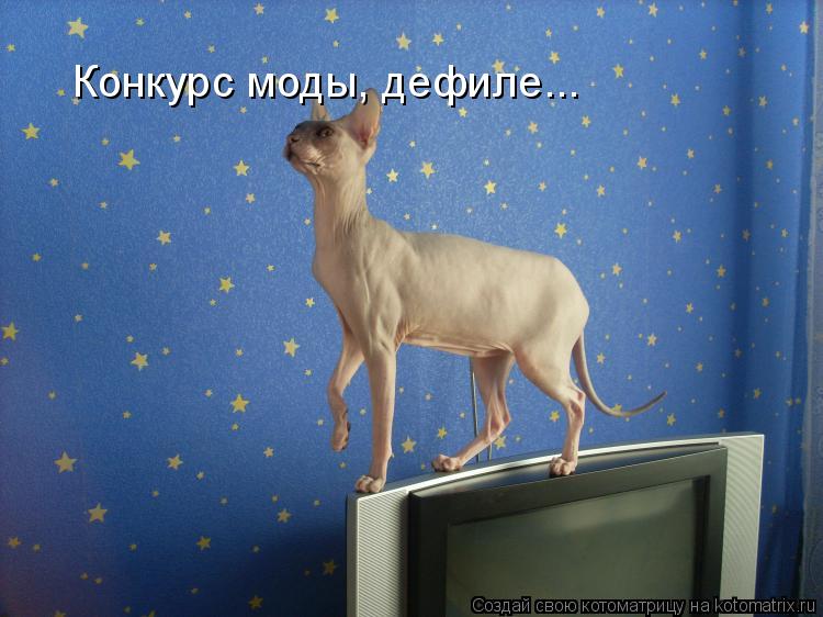 Конкурс моды, дефиле...... Котоматрица: Конкурс моды, дефиле...