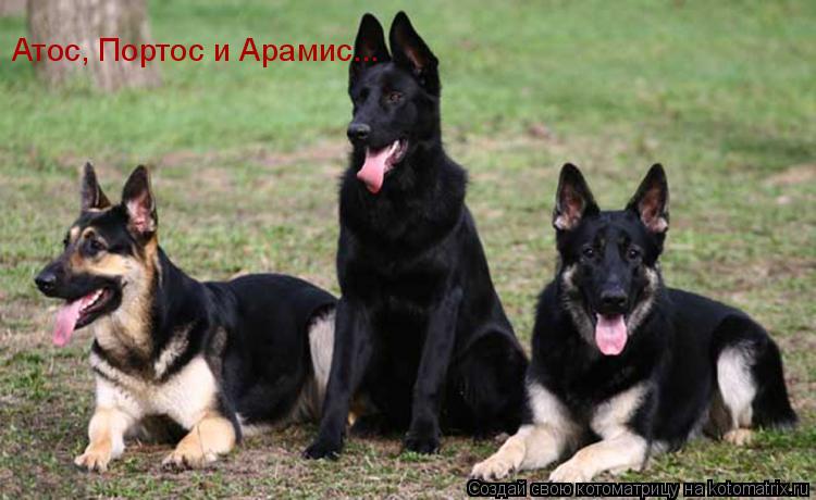 Атос, Портос и Арамис...... Котоматрица: Атос, Портос и Арамис...