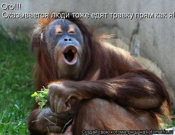 Оказывается люди тоже едят травку прям как я! Крутоо! Ого!!!... Котоматрица: Оказывается люди тоже едят травку прям как я! Крутоо! Ого!!!