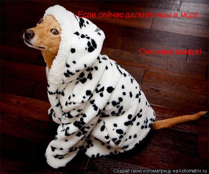Котоматрица: Если сейчас далматинцы в моде, Сменяем имидж!