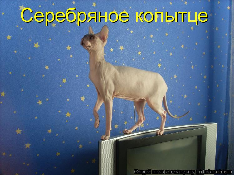 Серебряное копытце... Котоматрица: Серебряное копытце