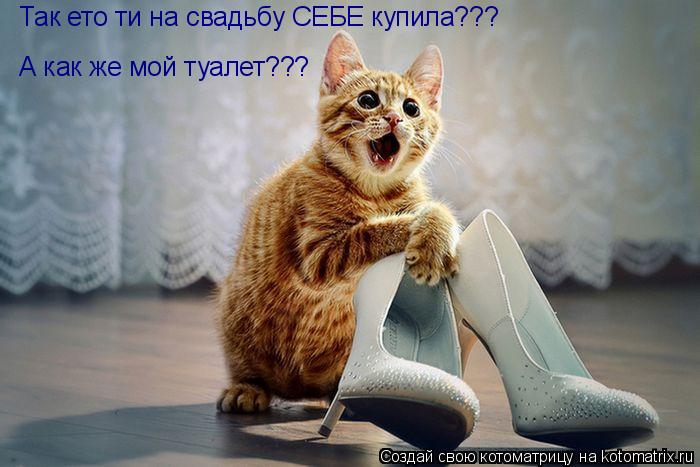 Так ето ти на свадьбу СЕБЕ купила??? А как же мой туалет???... Котоматрица: Так ето ти на свадьбу СЕБЕ купила??? А как же мой туалет???