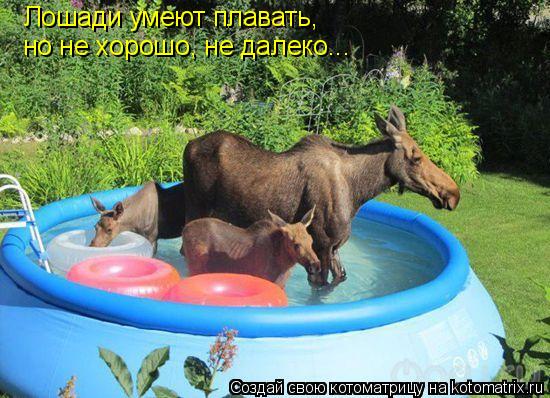 Котоматрица: Лошади умеют плавать, но не хорошо, не далеко...