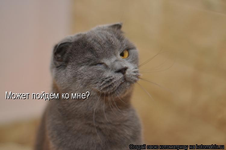 Котоматрица: Может пойдём ко мне?
