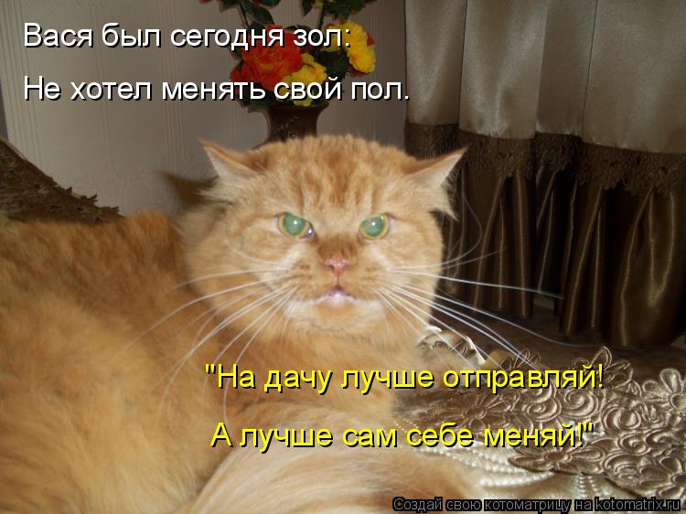 Котоматрица: Вася был сегодня зол: "На дачу лучше отправляй! А лучше сам себе меняй!" Не хотел менять свой пол.