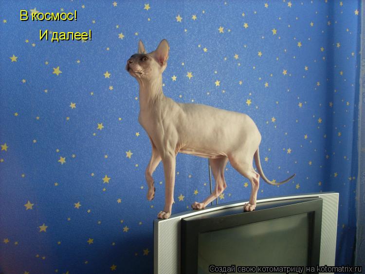 В космос! И далее!... Котоматрица: В космос! И далее!