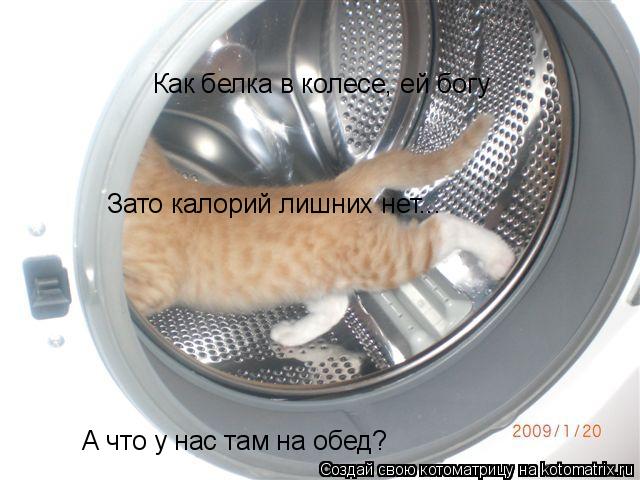 Как белка в колесе, ей богу Зато калорий лишних нет... А что у нас там на обед?... Котоматрица: Как белка в колесе, ей богу Зато калорий лишних нет... А что у нас там на обед?