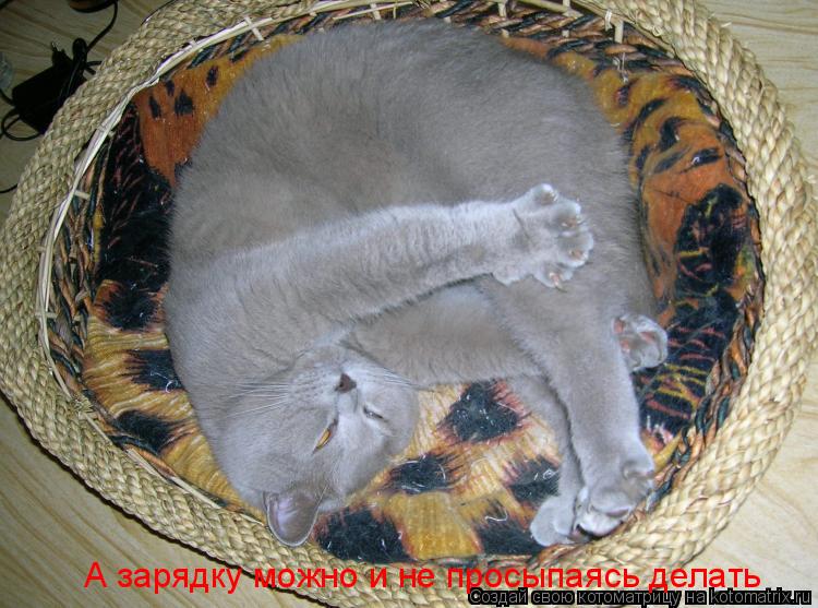 Котоматрица: А зарядку можно и не просыпаясь делать