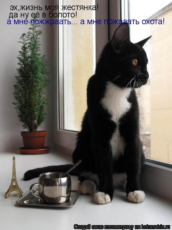 Котоматрица: эх,жизнь моя жестянка! да ну её в болото! а мне пожжраать... а мне пожраать охота!