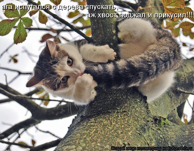ага испугался с дерева спускать, аж хвост поджал и прикусил!!!!!!!!... Котоматрица: ага испугался с дерева спускать, аж хвост поджал и прикусил!!!!!!!!