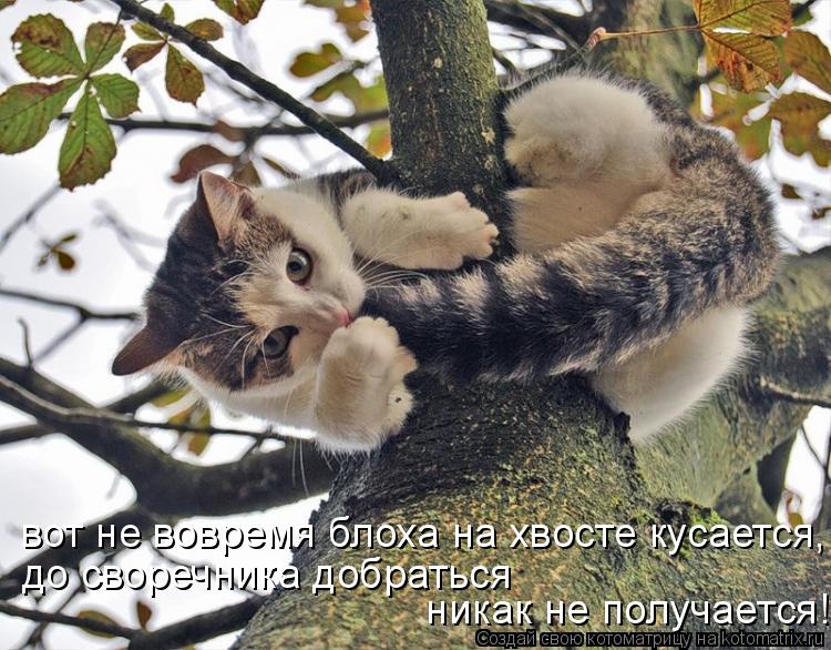 вот не вовремя блоха на хвосте кусается, до своречника добраться никак не получается!... Котоматрица: вот не вовремя блоха на хвосте кусается, до своречника добраться никак не получается!