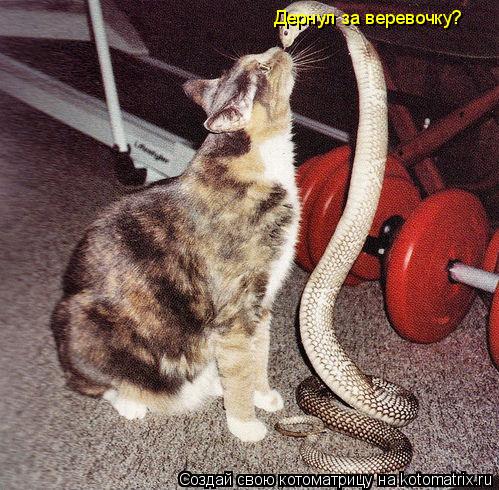 Котоматрица: Дернул за веревочку?
