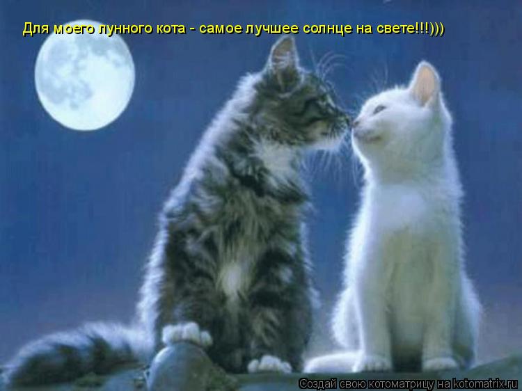 Для моего лунного кота - самое лучшее солнце на свете!!!)))... Котоматрица: Для моего лунного кота - самое лучшее солнце на свете!!!)))