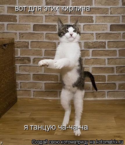 Котоматрица: вот для этих кирпича я танцую ча-ча-ча