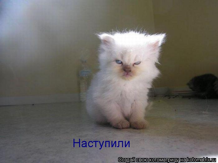 Наступили... Котоматрица: Наступили