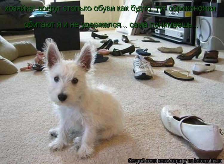 хозяйка! вокруг столько обуви как будто тут сороконожки обитают я и не удержался... сама понимаешь.... Котоматрица: хозяйка! вокруг столько обуви как будто тут сороконожки обитают я и не удержался... сама понимаешь...