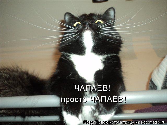 ЧАПАЕВ! просто ЧАПАЕВ!... Котоматрица: ЧАПАЕВ! просто ЧАПАЕВ!